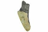 Partial, Fossil Megalodon Tooth - North Carolina #363759-1